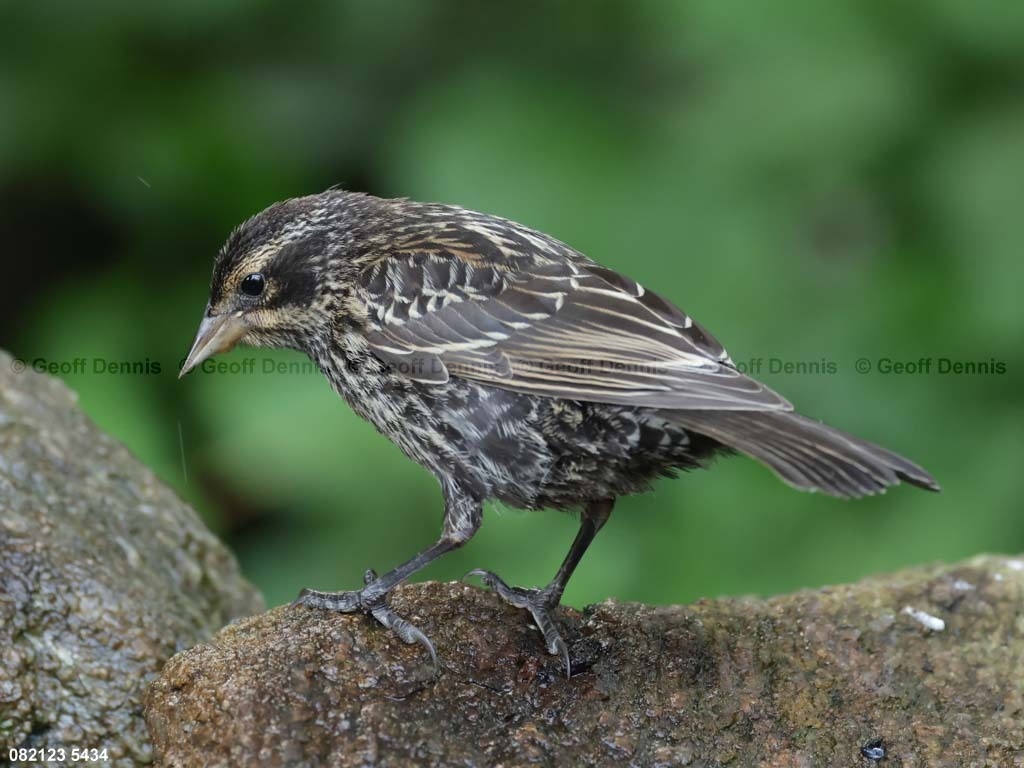RWBB-AS_Red-winged-Blackbird