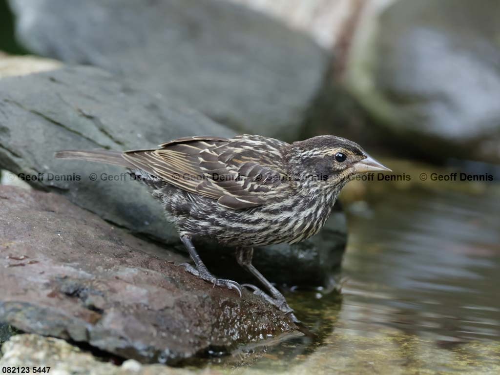 RWBB-AU_Red-winged-Blackbird