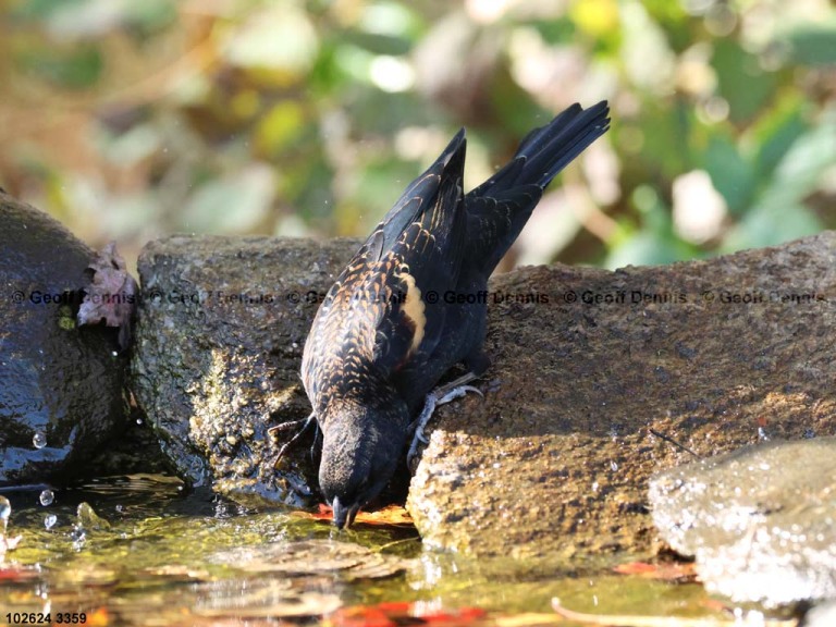 RWBB-AV_Red-winged-Blackbird