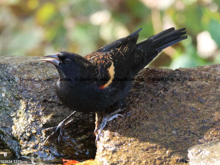 RWBB-AW_Red-winged-Blackbird