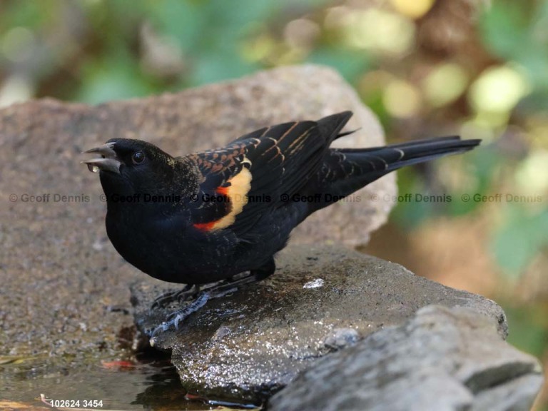 RWBB-AX_Red-winged-Blackbird