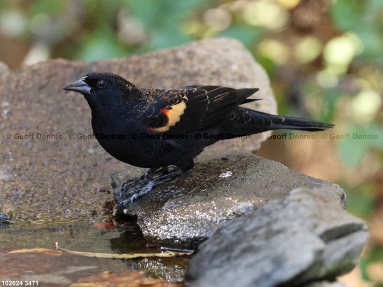 RWBB-AY_Red-winged-Blackbird