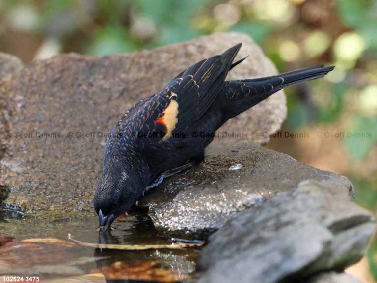 RWBB-AZ_Red-winged-Blackbird