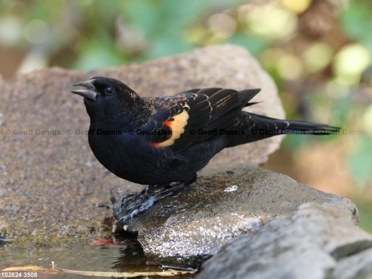 RWBB-BA_Red-winged-Blackbird