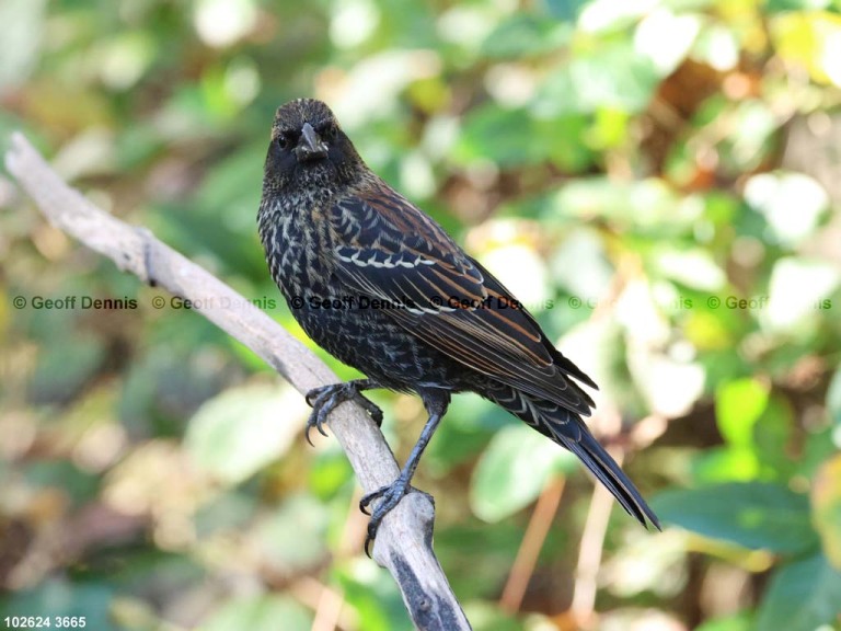 RWBB-BB_Red-winged-Blackbird