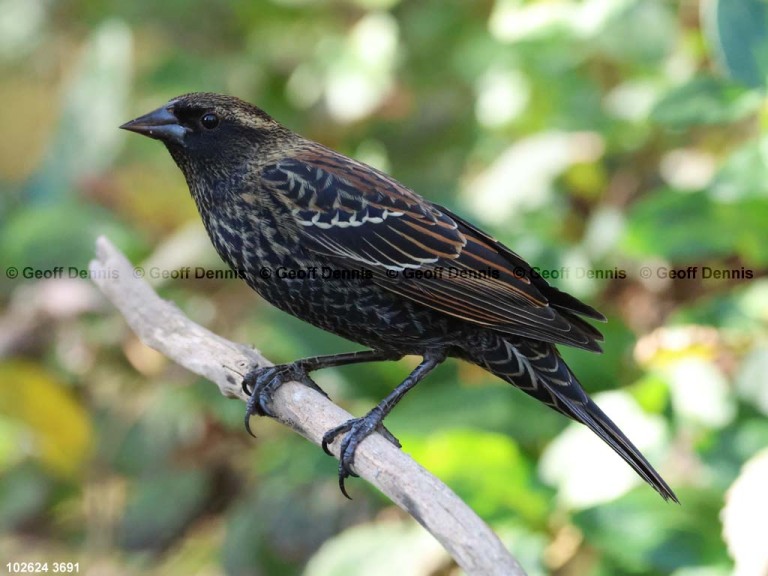 RWBB-BC_Red-winged-Blackbird