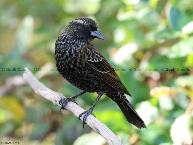 RWBB-BD_Red-winged-Blackbird