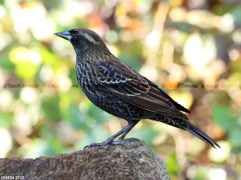 RWBB-BE_Red-winged-Blackbird