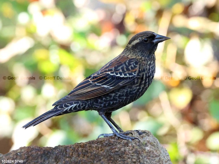 RWBB-BF_Red-winged-Blackbird