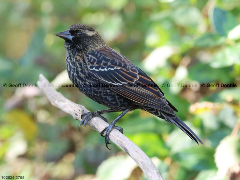 RWBB-BG_Red-winged-Blackbird