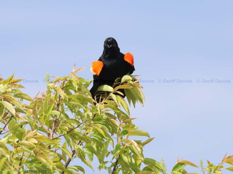 RWBB-BH_Red-winged-Blackbird
