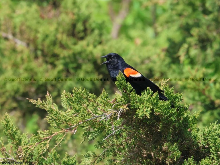 RWBB-BI_Red-winged-Blackbird