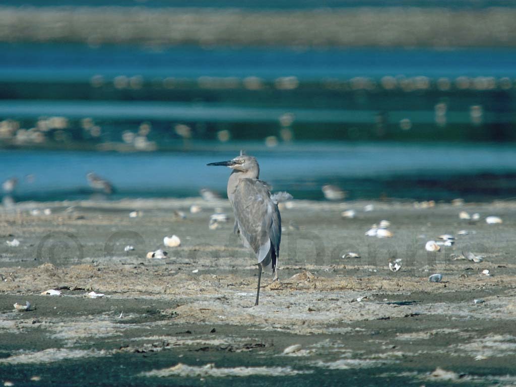 REEG-AA_Reddish-Egret