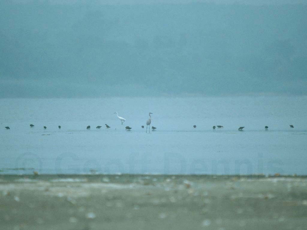 REEG-AB_Reddish-Egret