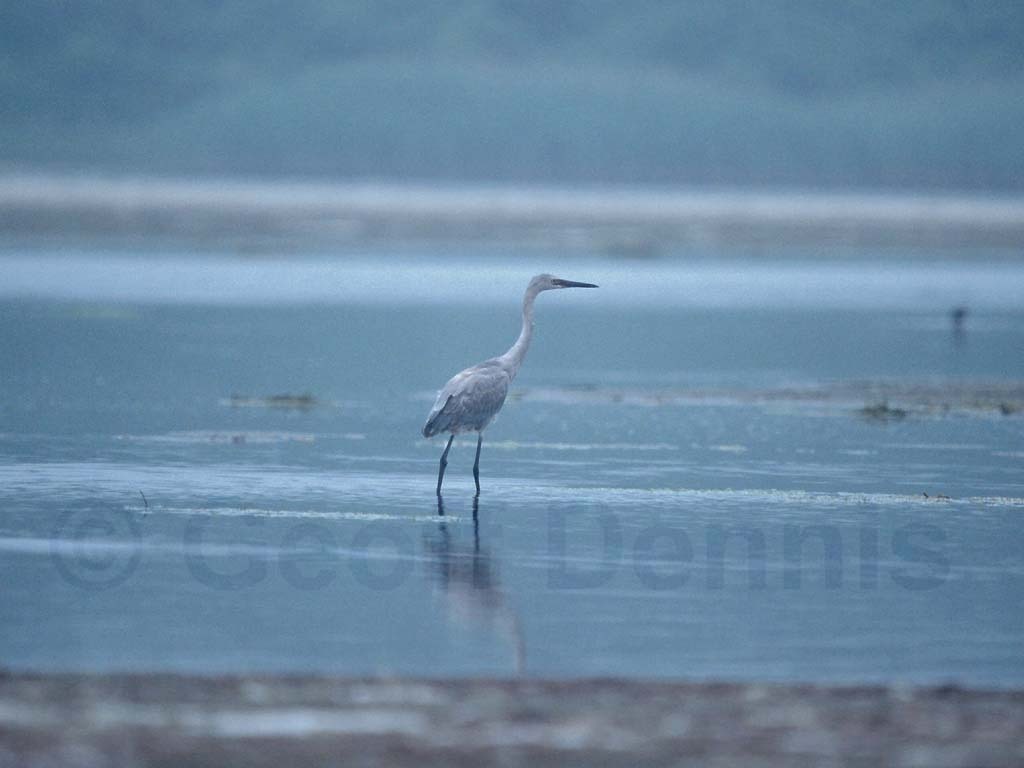 REEG-AC_Reddish-Egret