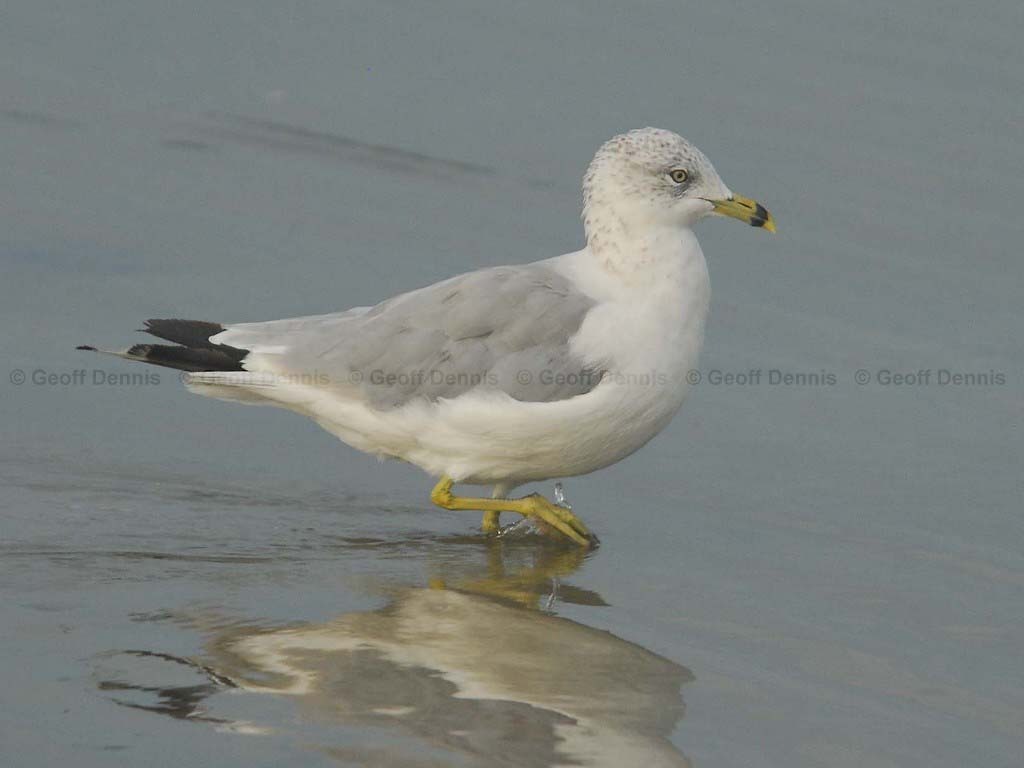 RBGU-AA_Ring-billed_Gull