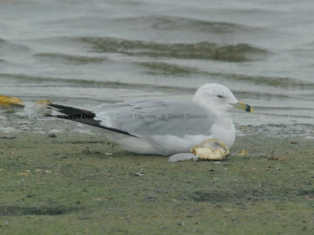 RBGU-AB_Ring-billed_Gull