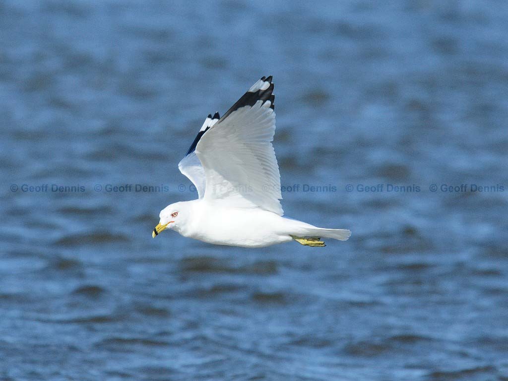 RBGU-AC_Ring-billed_Gull