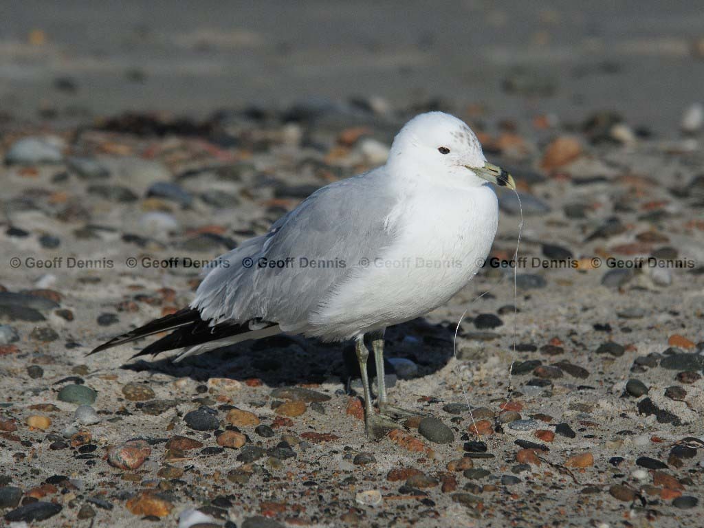 RBGU-AD_Ring-billed_Gull