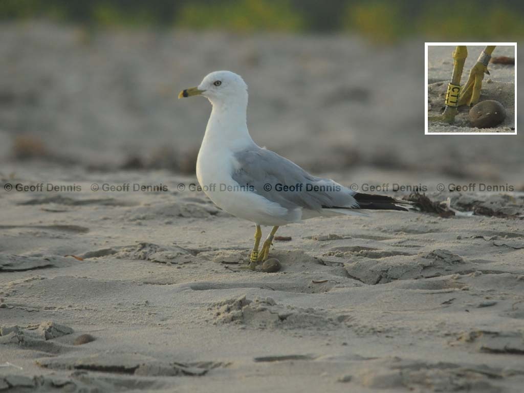 RBGU-AE_Ring-billed-Gull