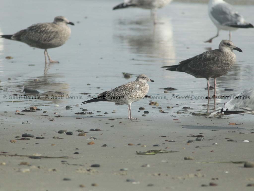 RBGU-AG_Ring-billed_Gull