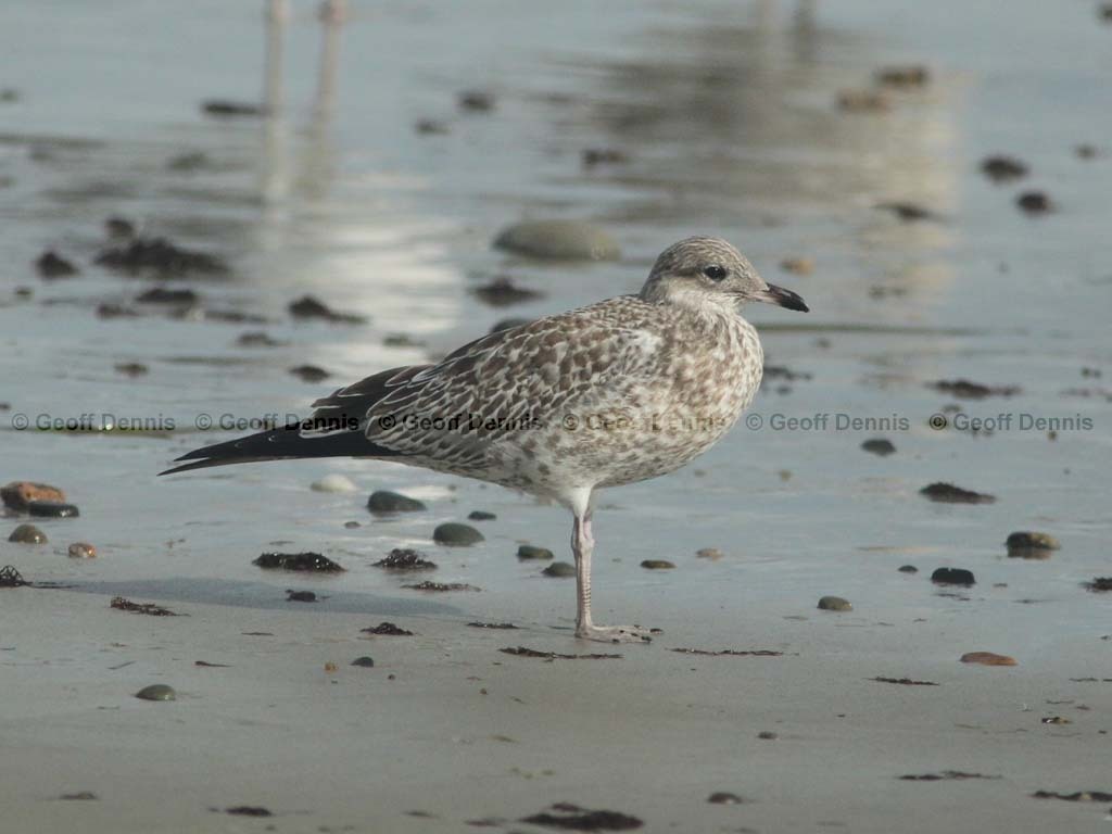 RBGU-AH_Ring-billed_Gull