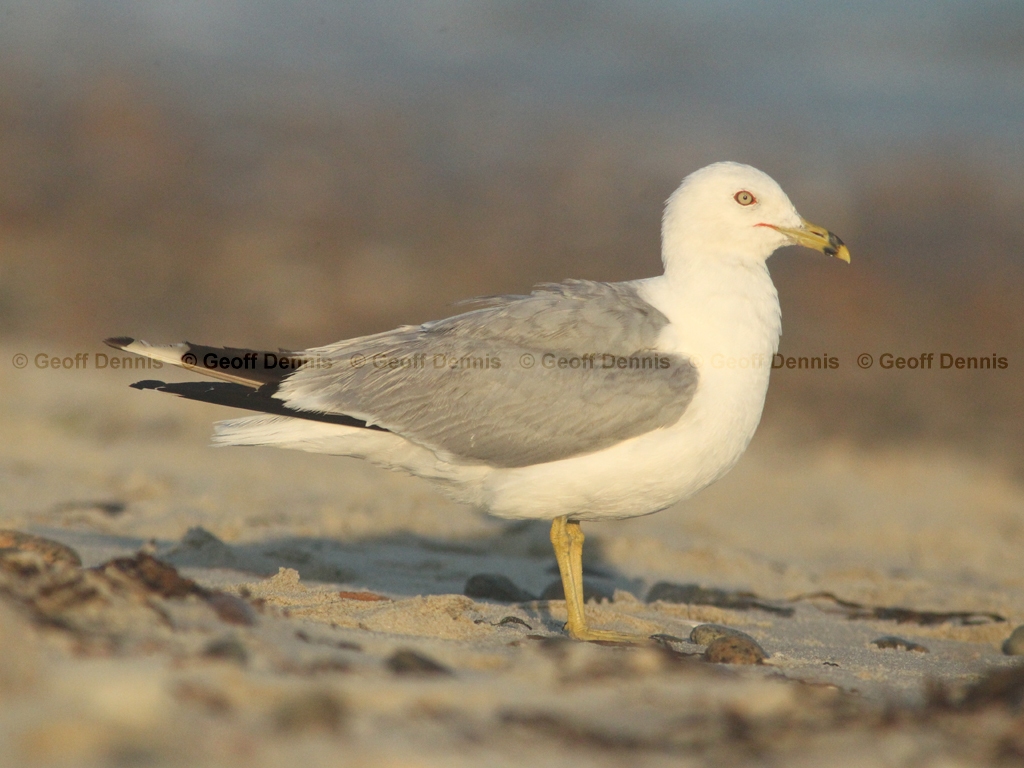 RBGU-AI_Ring-billed_Gull
