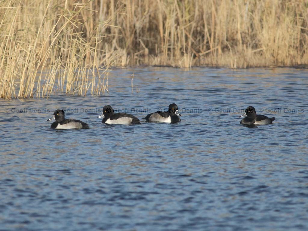 RNDU-AA_Ring-necked-Duck