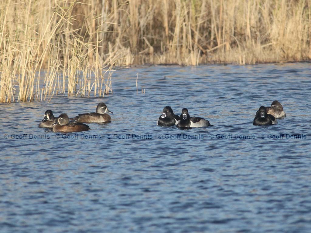 RNDU-AB_Ring-necked-Duck