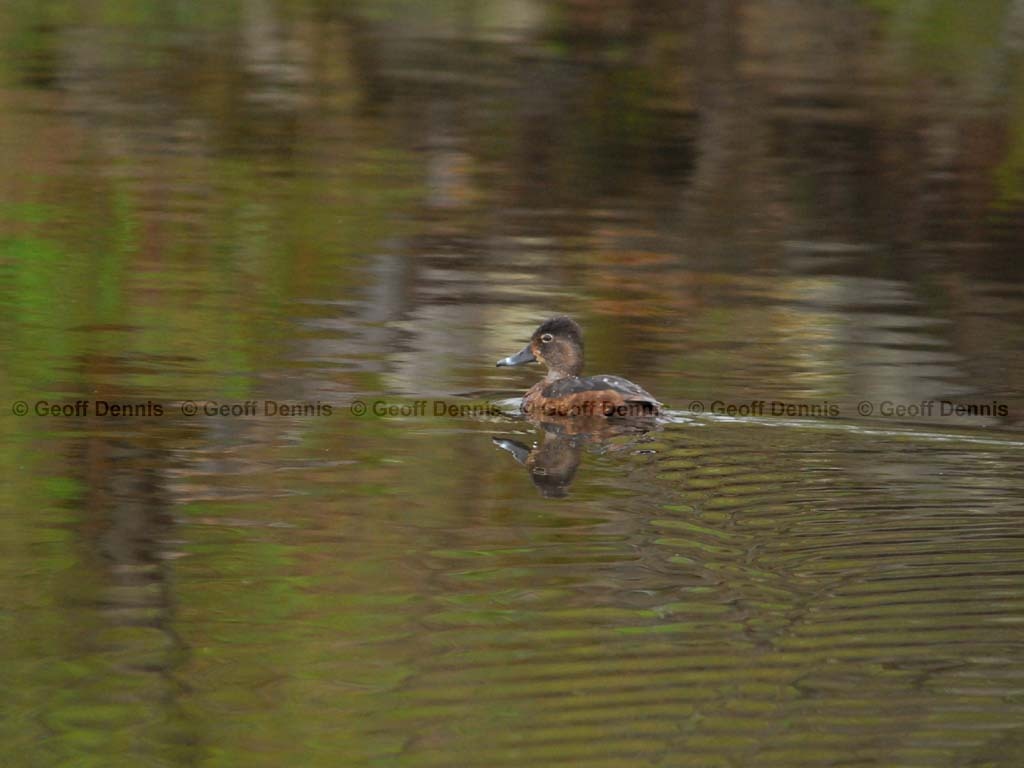 RNDU-AC_Ring-necked-Duck