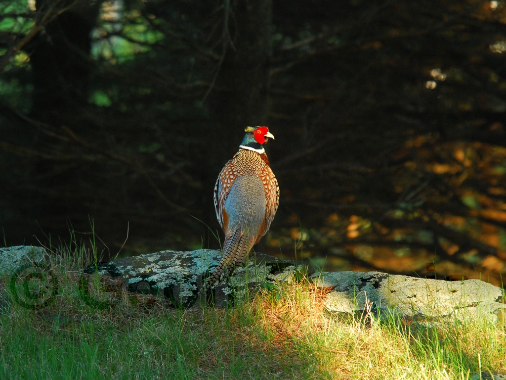 RNEP-AA_Ring-necked-Pheasant