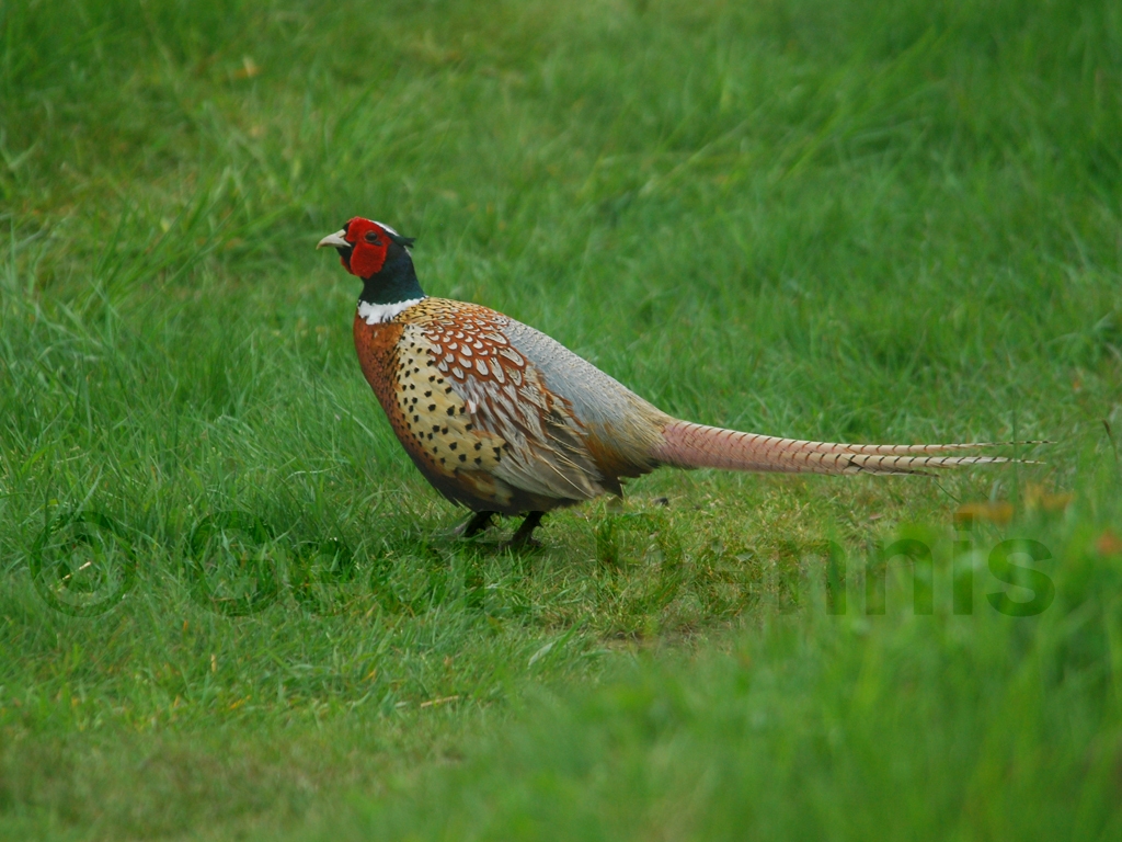 RNEP-AB_Ring-necked-Pheasant