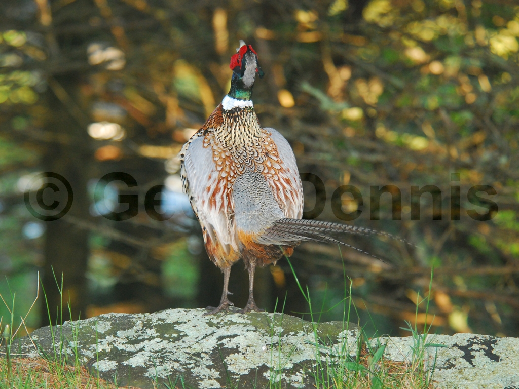 RNEP-AC_Ring-necked-Pheasant