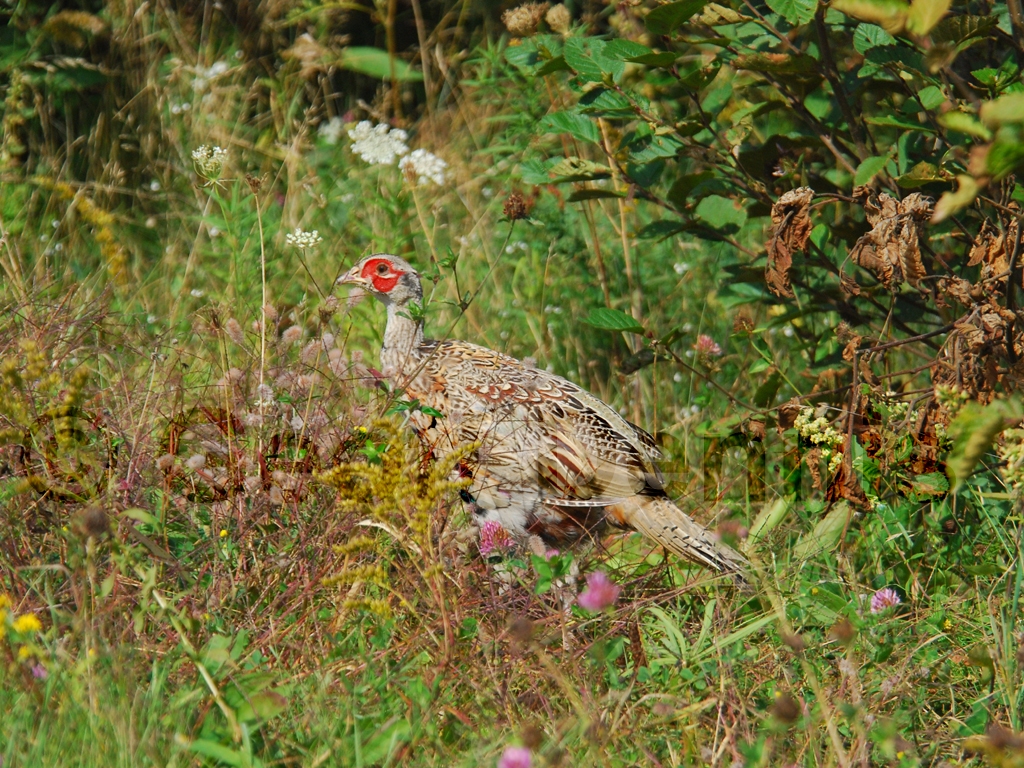 RNEP-AD_Ring-necked-Pheasant