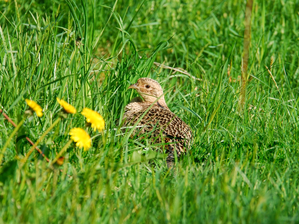 RNEP-AE_Ring-necked-Pheasant