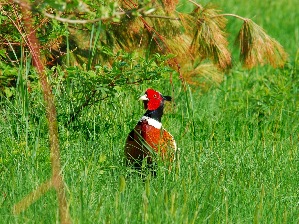 RNEP-AF_Ring-necked-Pheasant