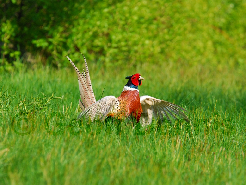 RNEP-AG_Ring-necked-Pheasant