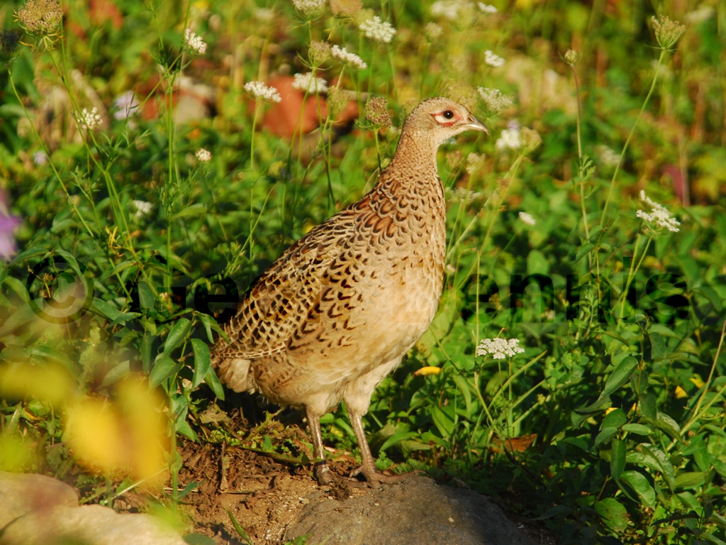 RNEP-AH_Ring-necked-Pheasant