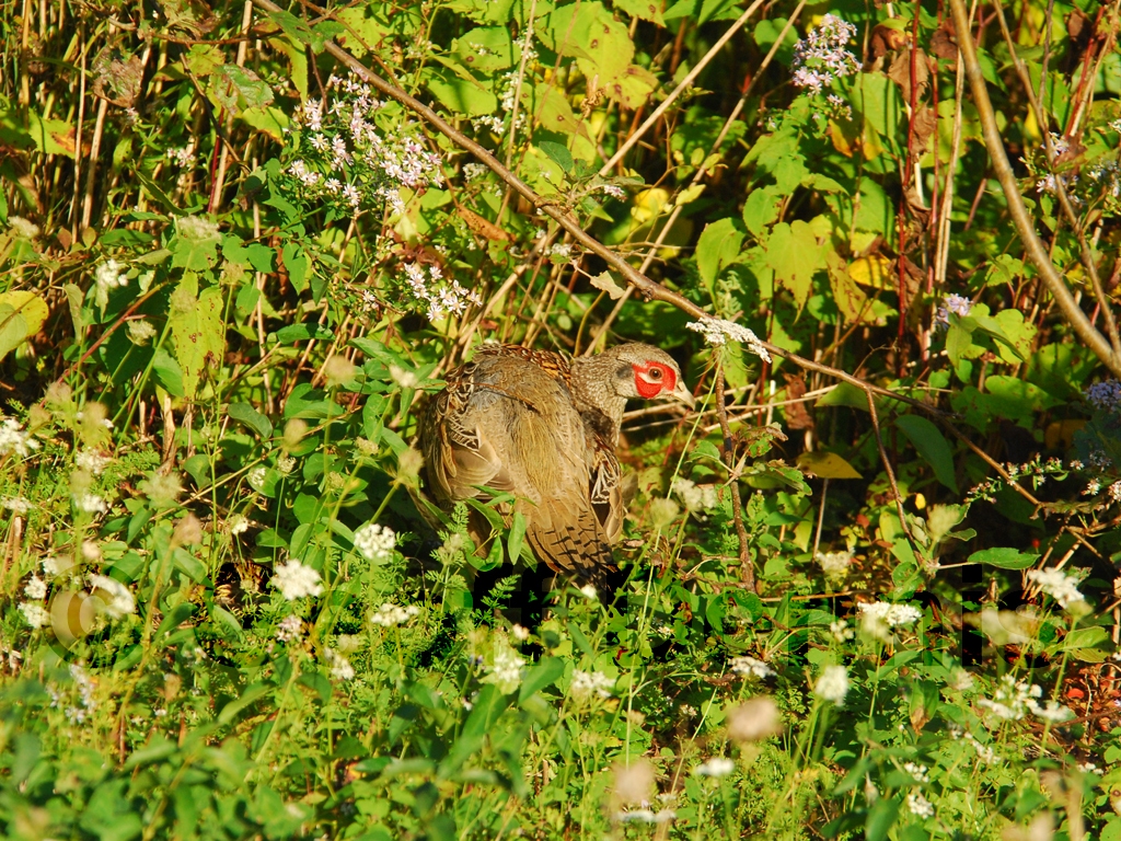 RNEP-AI_Ring-necked-Pheasant
