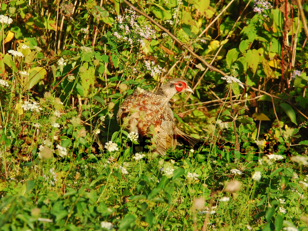 RNEP-AJ_Ring-necked-Pheasant