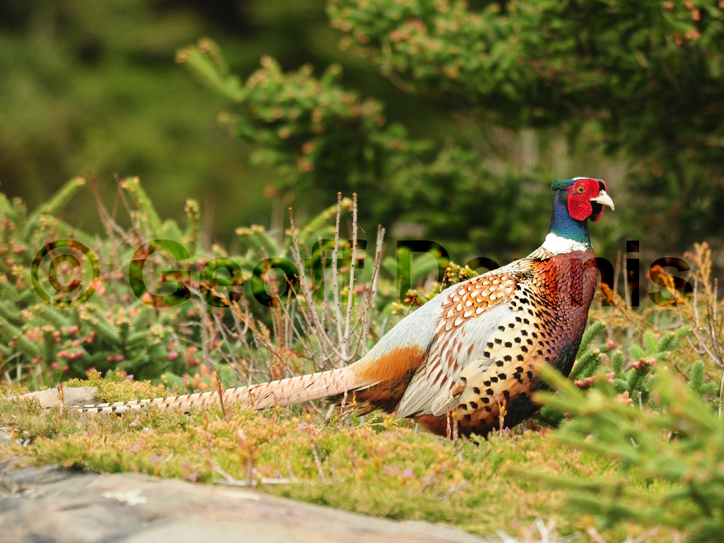 RNEP-AK_Ring-necked-Pheasant