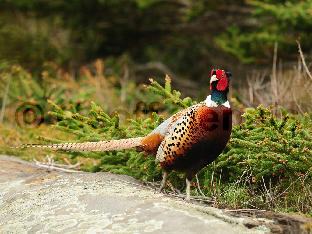 RNEP-AL_Ring-necked-Pheasant