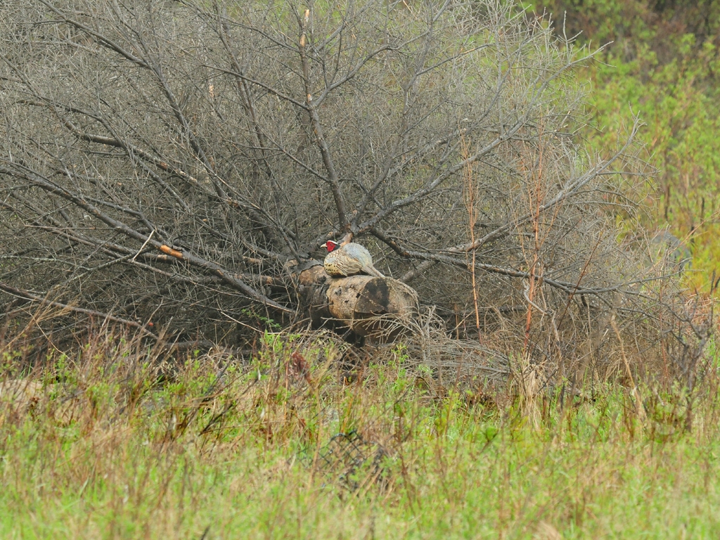 RNEP-AM_Ring-necked-Pheasant