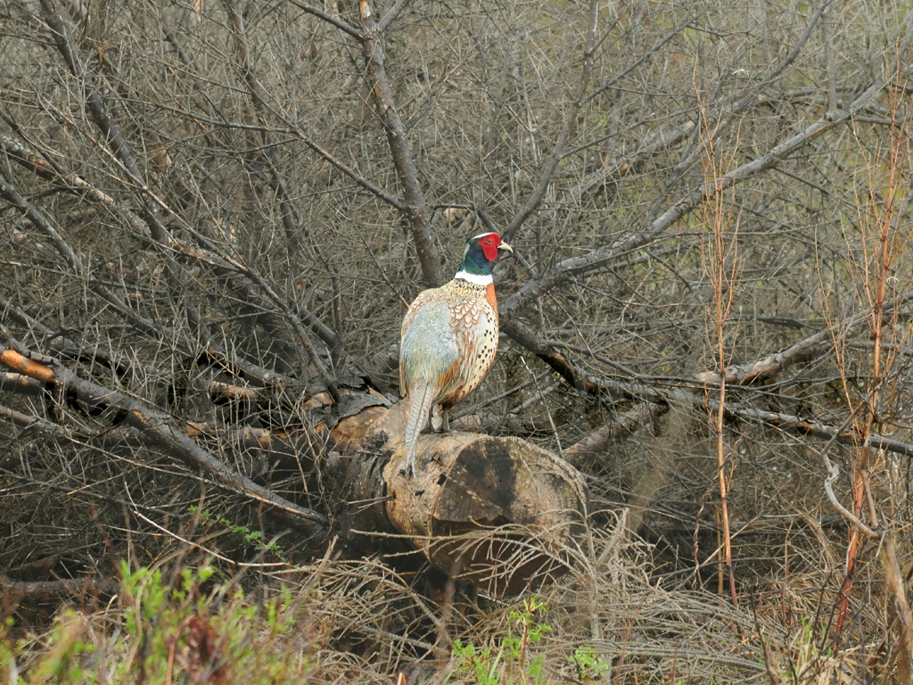 RNEP-AN_Ring-necked-Pheasant