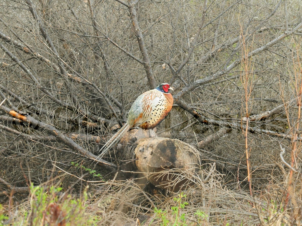 RNEP-AO_Ring-necked-Pheasant