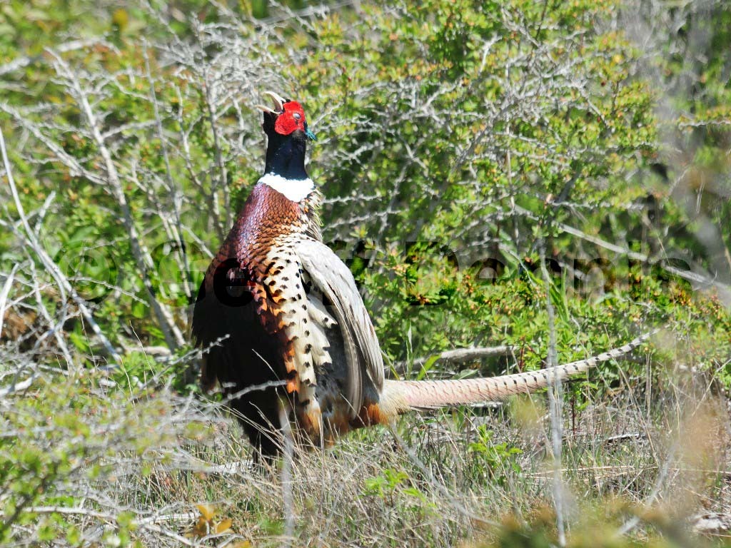 RNEP-AP_Ring-necked-Pheasant