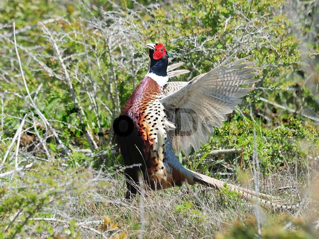 RNEP-AQ_Ring-necked-Pheasant