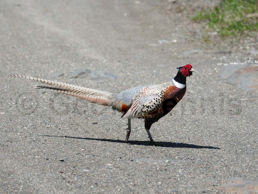 RNEP-AR_Ring-necked-Pheasant
