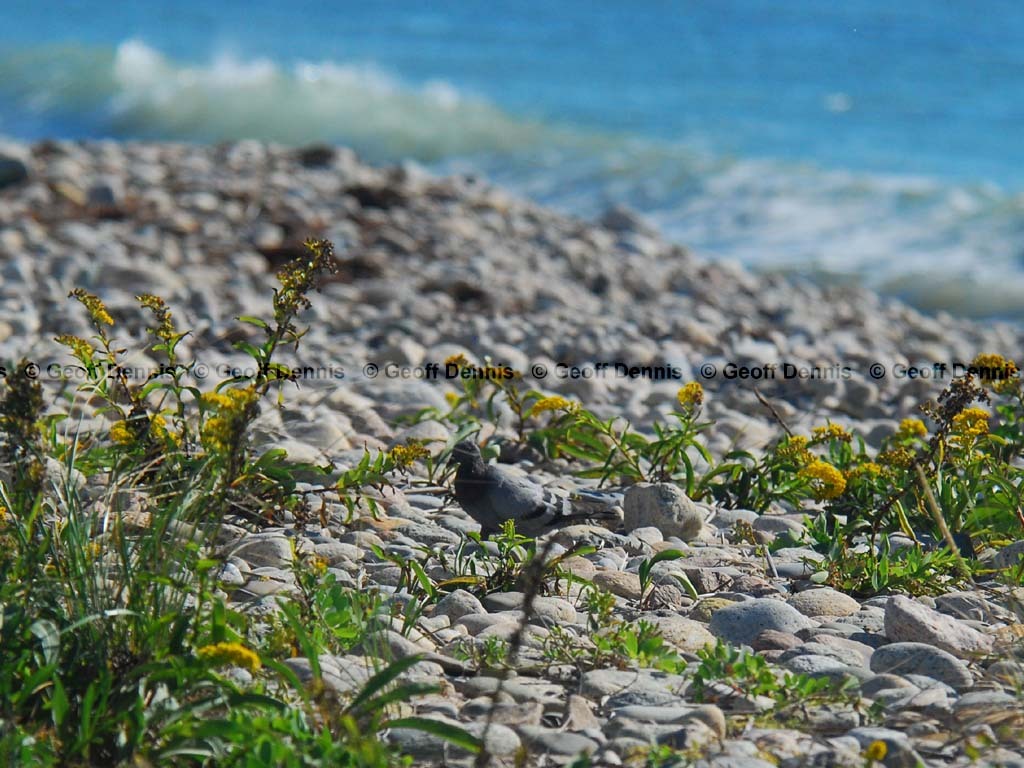 ROPI-AA_Rock-Pigeon