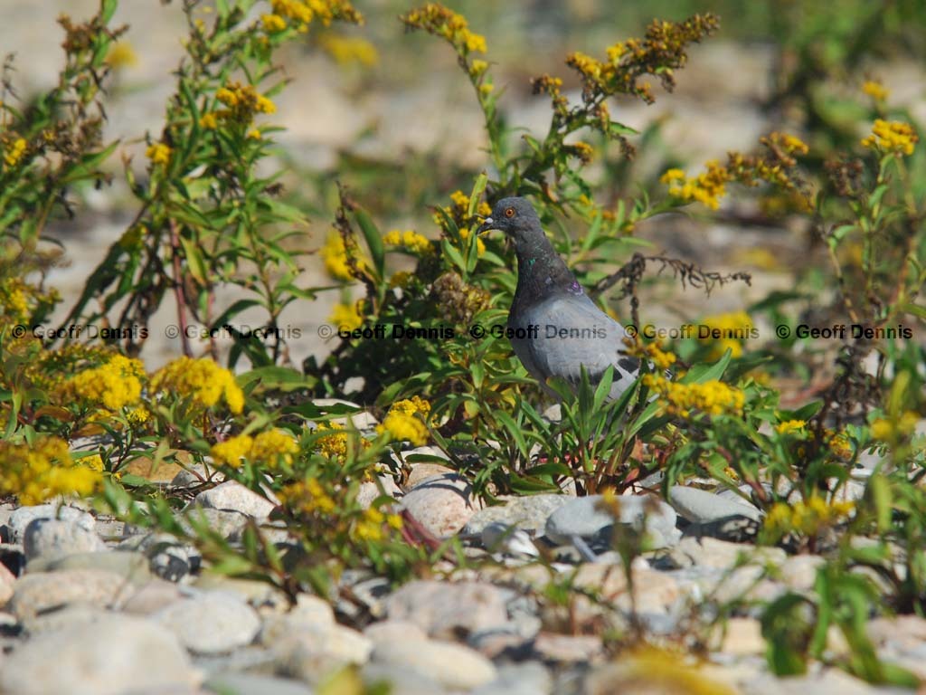 ROPI-AB_Rock-Pigeon